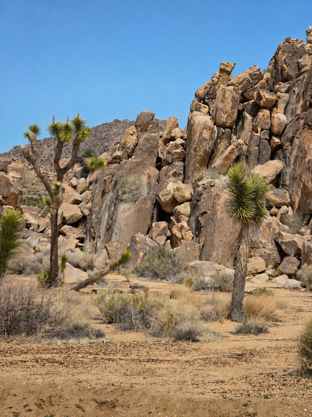 Joshua Tree National Park