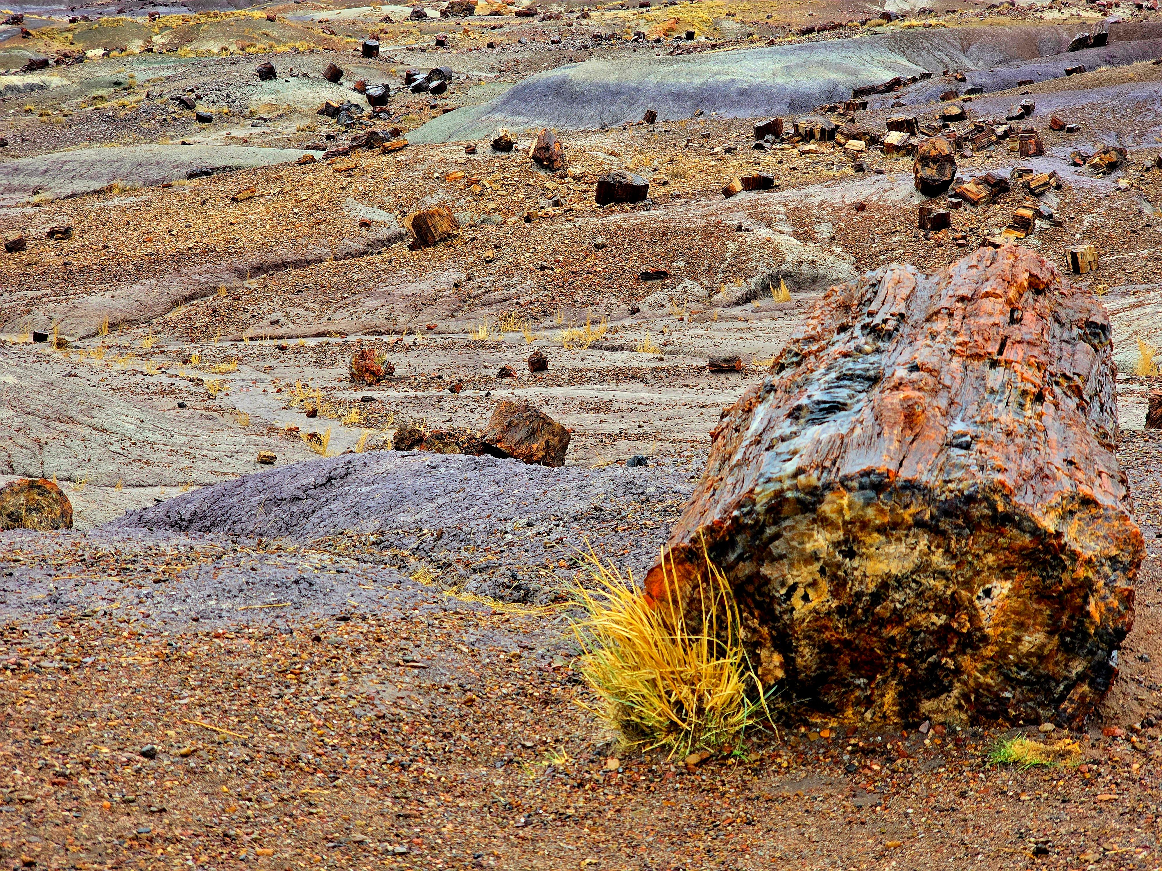 Petrified Forest National Park