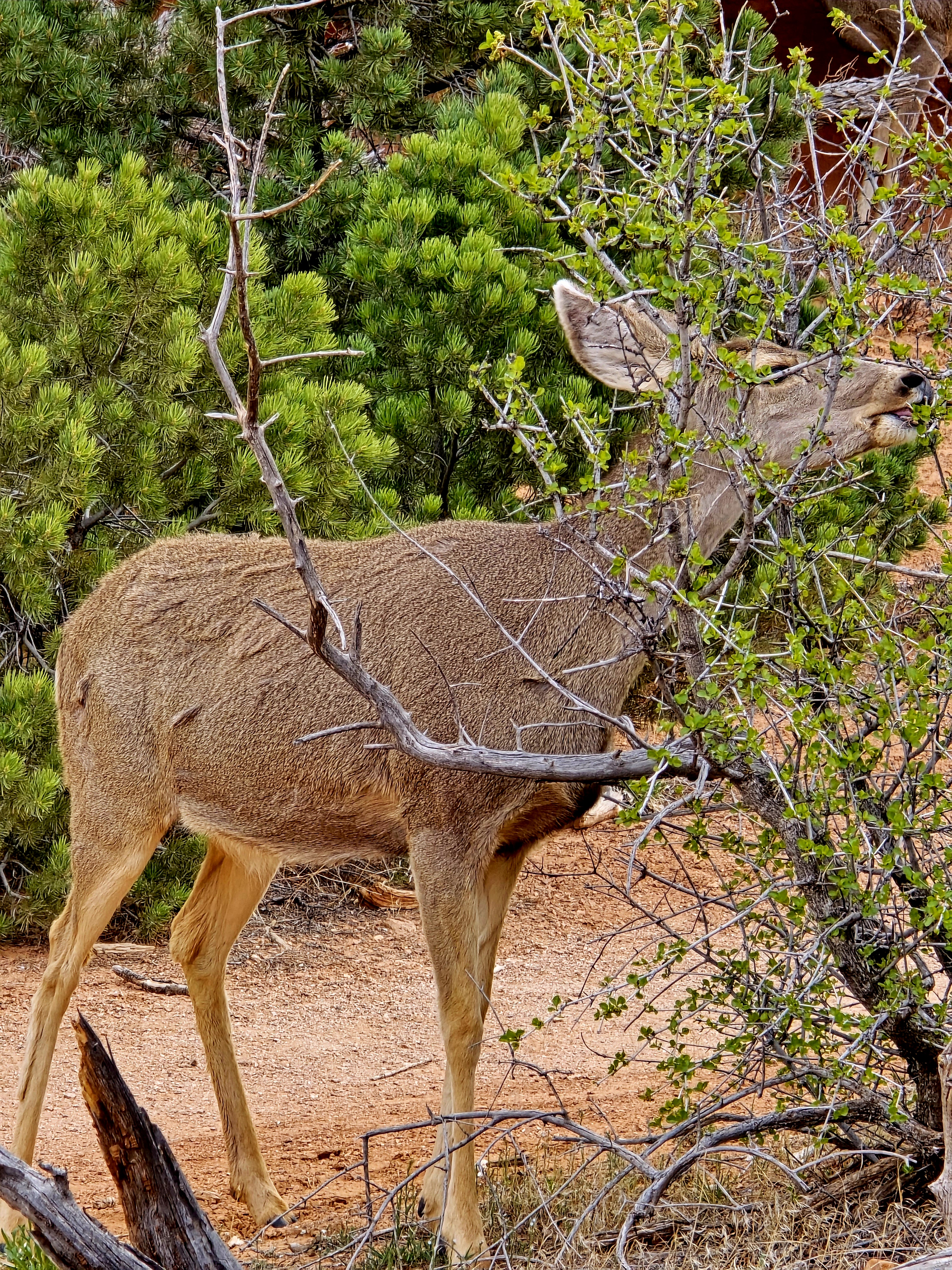 Devils Garden Trail