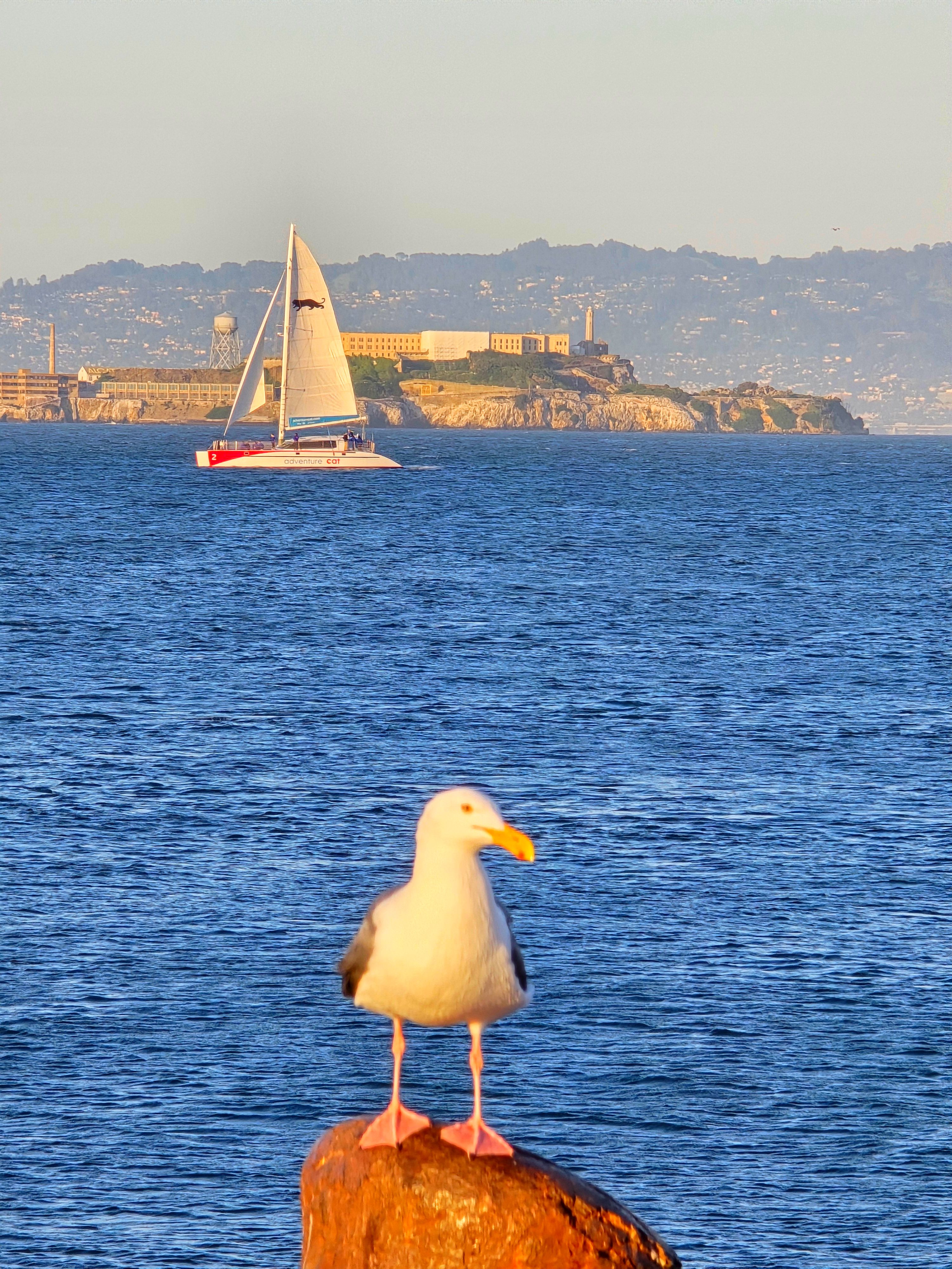 Alcatraz